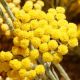 Crema de fata cu imortele Immortelle Divine Cream, 50 ml, L'Occitane 649559