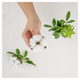 Absorbante Always Naturals Single, marimea 1, 12 bucati, P&G 666735