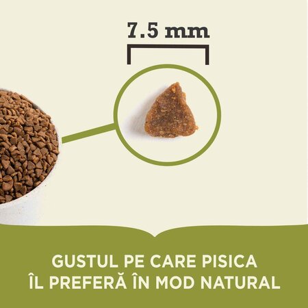 Hrana uscata cu pui si hering pentru pisici, 340 g, Acana 674837