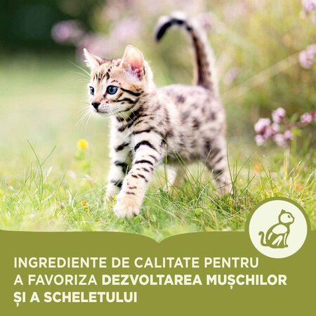 Hrana uscata cu pui si hering pentru pisici, 340 g, Acana 674838