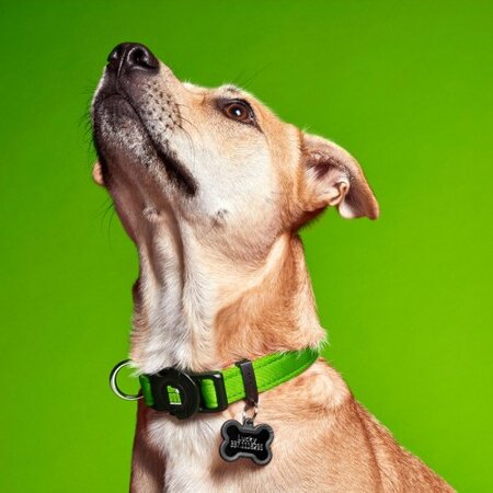 Zgarda verde pentru caini, Marimea S, 26 - 37 cm, 1 bucata, My Family Memopet 680231