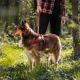 Ham rosu pentru caini, Marimea S, 35 - 45 cm, 1 bucata, My Family Memopet 680657