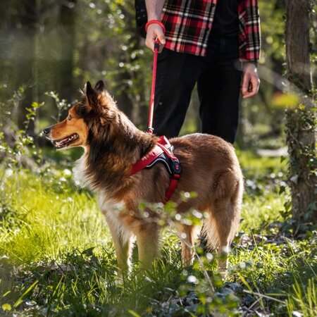 Ham rosu pentru caini, Marimea XL, 70 - 90 cm, 1 bucata, My Family Memopet 680998