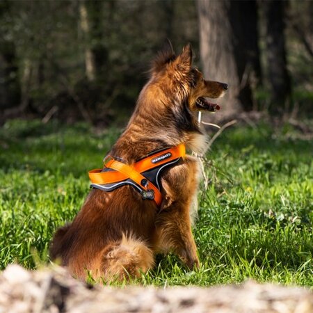Ham portocaliu pentru caini, Marimea XL, 70 - 90 cm, 1 bucata, My Family Memopet 681020