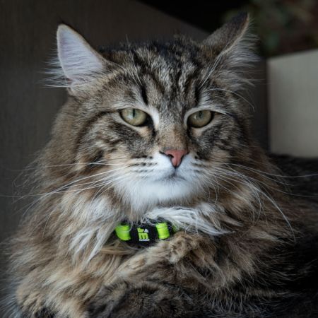 Zgarda verde pentru pisici, 1 bucata, My Family Memopet 684926