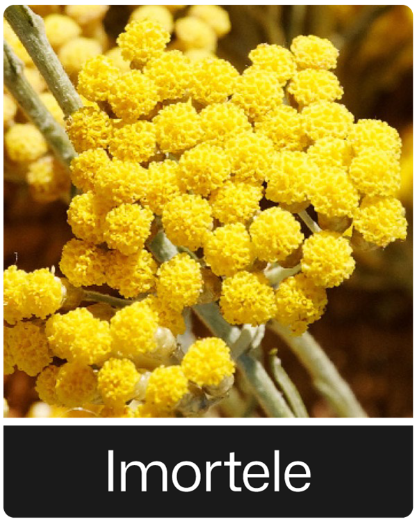 Imortele