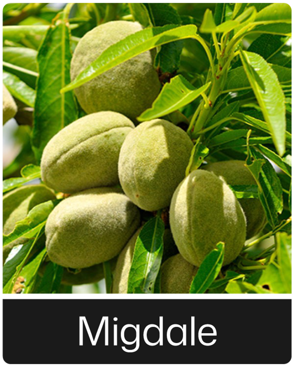 Migdale