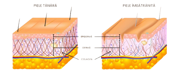 Piele tânără versus piele îmbătrânită