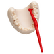 Periute interdentare Marimea 2 Rosu Angle, 6 bucati, TePe 730420