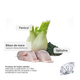 Hrana uscata cu biban de mare, fenicul si spirulina pentru caini N&D White Puppy Mini, 1500 g, Farmina 737480
