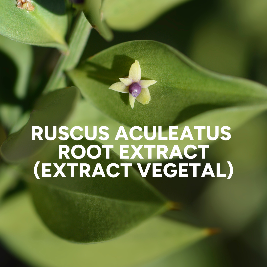 Ruscus Aculeatus Root Extract 