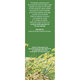 Ceai de fenicul D 123, 50 g, Fares 618042