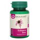 Echinacea Forte, 60 comprimate, Dacia Plant 737576