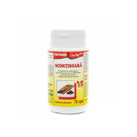 Scortisoara, 70 capsule, Favisan