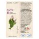 Tinctura de Salvie, 50 ml, Dacia Plant 593298