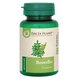 Boswellia, 60 comprimate, Dacia Plant 737438